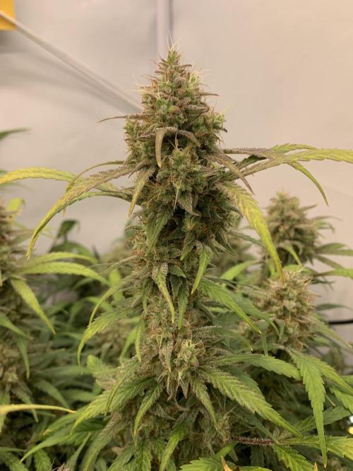 5.Grow: NewSetup Testrun 4 Fastbuds Aut.. Week 11 - 19.12. Frost Banger