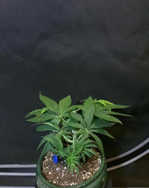 1.Bonsai: Lemon Cherry Runtz✌️