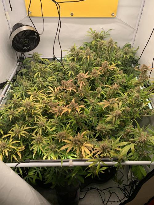 5.Grow: NewSetup Testrun 4 Fastbuds Aut.. Week 11 - 20.12.