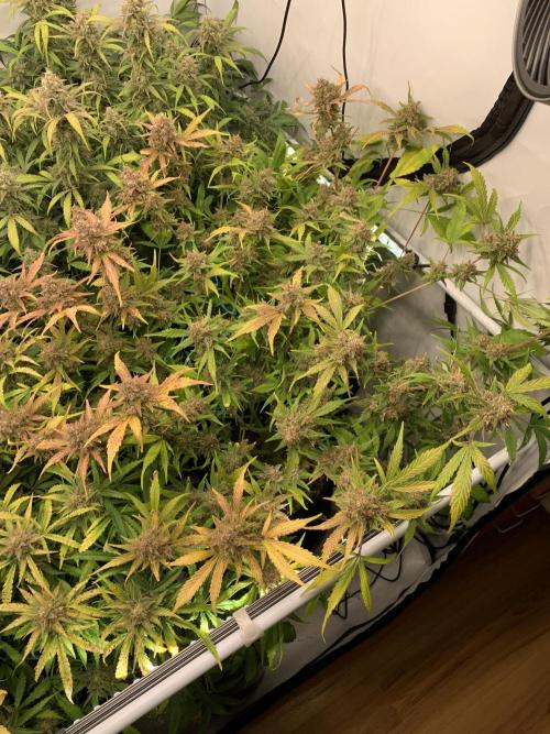 5.Grow: NewSetup Testrun 4 Fastbuds Aut.. Week 11 - 20.12. Papaya Cookies 