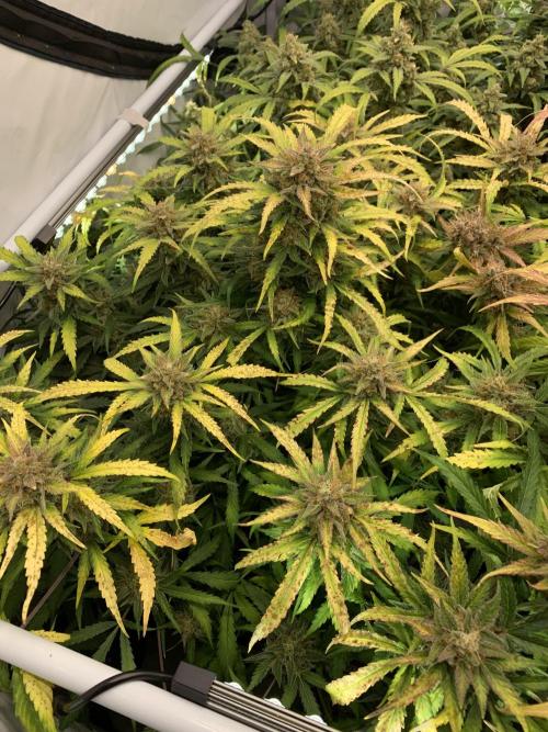 5.Grow: NewSetup Testrun 4 Fastbuds Aut.. Week 11 - 20.12. Z-Up