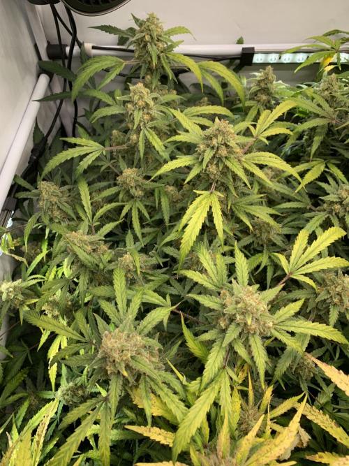 5.Grow: NewSetup Testrun 4 Fastbuds Aut.. Week 11 - 20.12. Z-Up