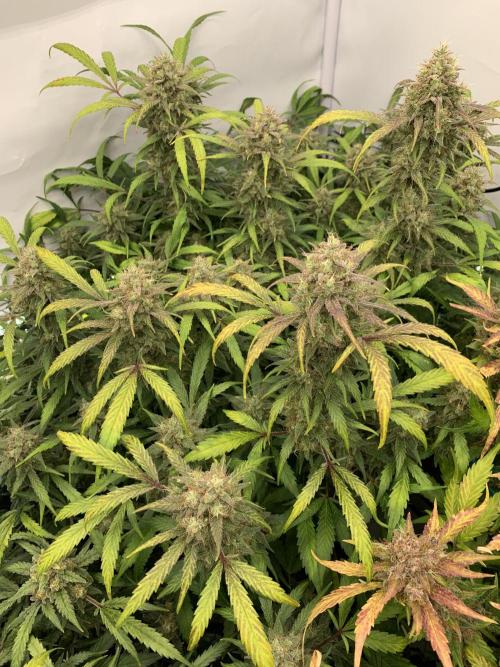 5.Grow: NewSetup Testrun 4 Fastbuds Aut.. Week 11 - 20.12. Frost Banger