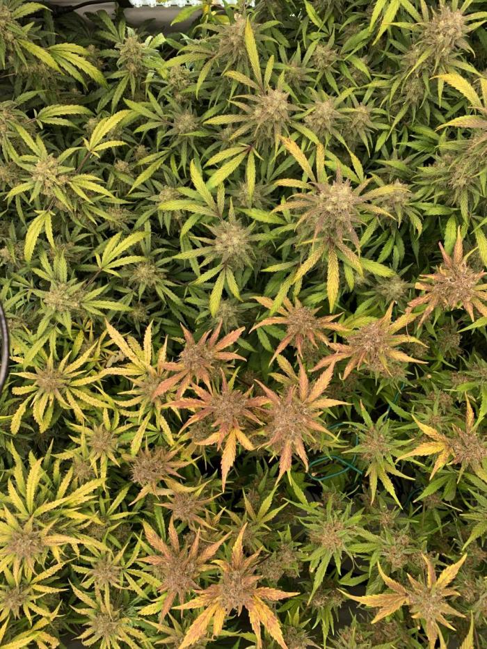 5.Grow: NewSetup Testrun 4 Fastbuds Aut.. Week 12 - 20.12.