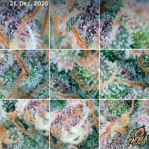 5.Grow: NewSetup Testrun 4 Fastbuds Aut.. Week 12 - 21.12. Papaya Cookies 