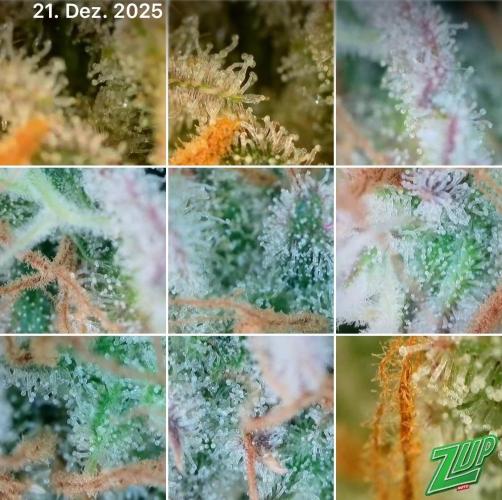 5.Grow: NewSetup Testrun 4 Fastbuds Aut.. Week 12 - 21.12. Z-Up