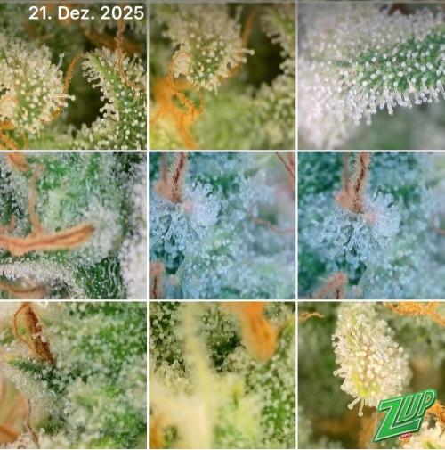 5.Grow: NewSetup Testrun 4 Fastbuds Aut.. Week 12 - 21.12. Z-Up