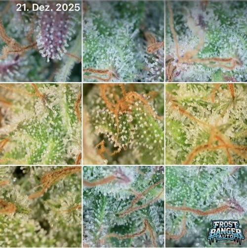 5.Grow: NewSetup Testrun 4 Fastbuds Aut.. Week 12 - 21.12. Frost Banger