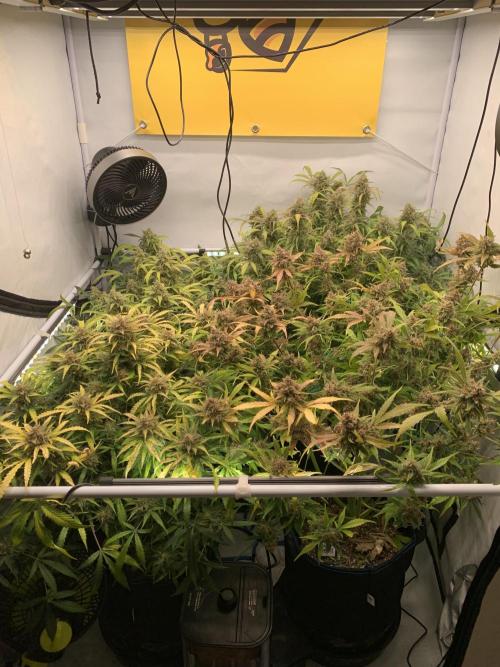 5.Grow: NewSetup Testrun 4 Fastbuds Aut.. Week 12 - 21.12.