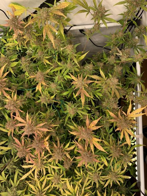 5.Grow: NewSetup Testrun 4 Fastbuds Aut.. Week 12 - 21.12. Papaya Cookies