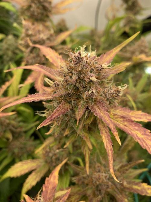 5.Grow: NewSetup Testrun 4 Fastbuds Aut.. Week 12 - 21.12. Papaya Cookies