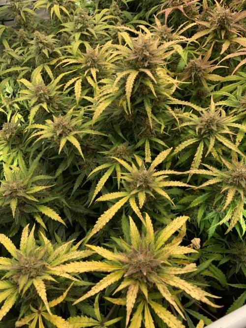 5.Grow: NewSetup Testrun 4 Fastbuds Aut.. Week 12 - 21.12. Z-Up