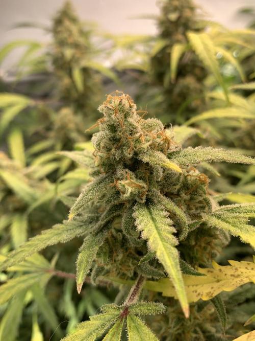 5.Grow: NewSetup Testrun 4 Fastbuds Aut.. Week 12 - 21.12. Z-Up