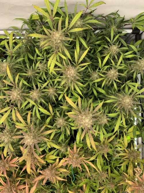 5.Grow: NewSetup Testrun 4 Fastbuds Aut.. Week 12 - 21.12. Frost Banger