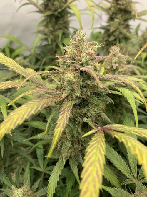 5.Grow: NewSetup Testrun 4 Fastbuds Aut.. Week 12 - 21.12. Frost Banger