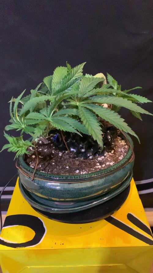 1.Bonsai: Lemon Cherry Runtz✌️