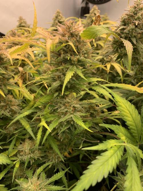 5.Grow: NewSetup Testrun 4 Fastbuds Aut.. Week 12 - 23.12. Z-Up