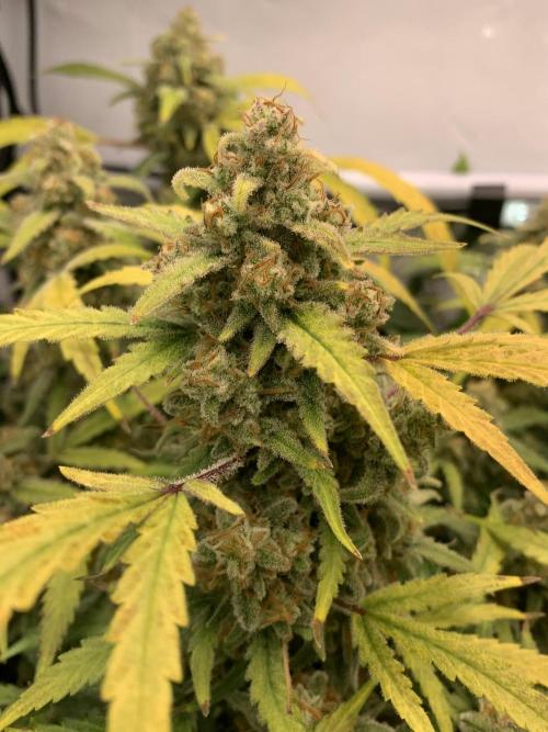 5.Grow: NewSetup Testrun 4 Fastbuds Aut.. Week 12 - 23.12. Z-Up