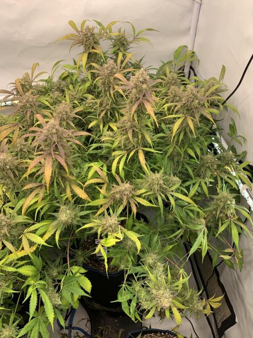 5.Grow: NewSetup Testrun 4 Fastbuds Aut.. Week 12 - 23.12. Frost Banger