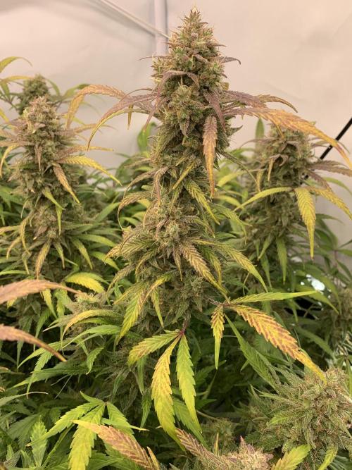 5.Grow: NewSetup Testrun 4 Fastbuds Aut.. Week 12 - 23.12. Frost Banger