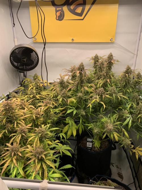 5.Grow: NewSetup Testrun 4 Fastbuds Aut.. Week 12 - 24.12.