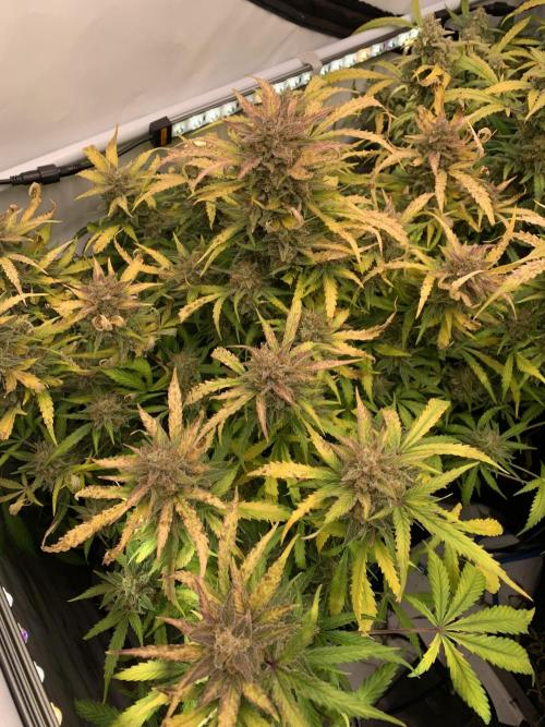 5.Grow: NewSetup Testrun 4 Fastbuds Aut.. Week 12 - 25.12. Z-Up