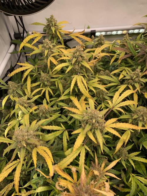 5.Grow: NewSetup Testrun 4 Fastbuds Aut.. Week 12 - 25.12. Z-Up