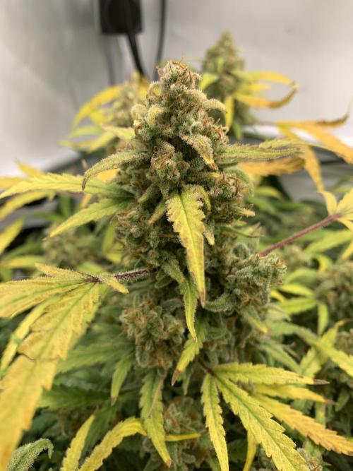 5.Grow: NewSetup Testrun 4 Fastbuds Aut.. Week 12 - 25.12. Z-Up