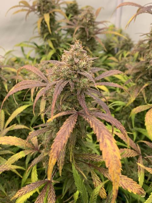 5.Grow: NewSetup Testrun 4 Fastbuds Aut.. Week 12 - 25.12. Frost Banger