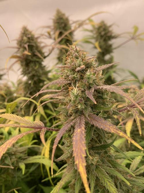 5.Grow: NewSetup Testrun 4 Fastbuds Aut.. Week 12 - 25.12. Frost Banger