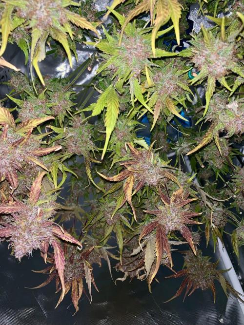 5.Grow: NewSetup Testrun 4 Fastbuds Aut.. Week 12