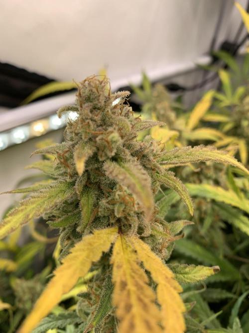 5.Grow: NewSetup Testrun 4 Fastbuds Aut.. Week 12 - 26.12. Z-Up