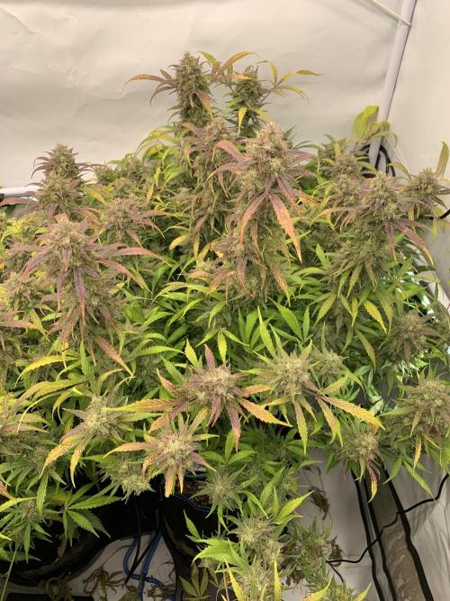 5.Grow: NewSetup Testrun 4 Fastbuds Aut.. Week 12 - 26.12. Frost Banger