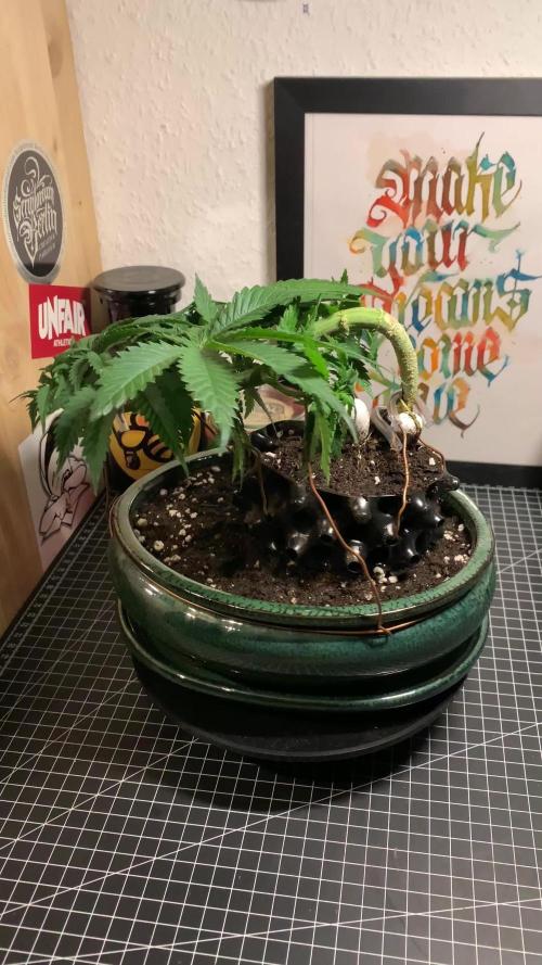 1.Bonsai: Lemon Cherry Runtz✌️