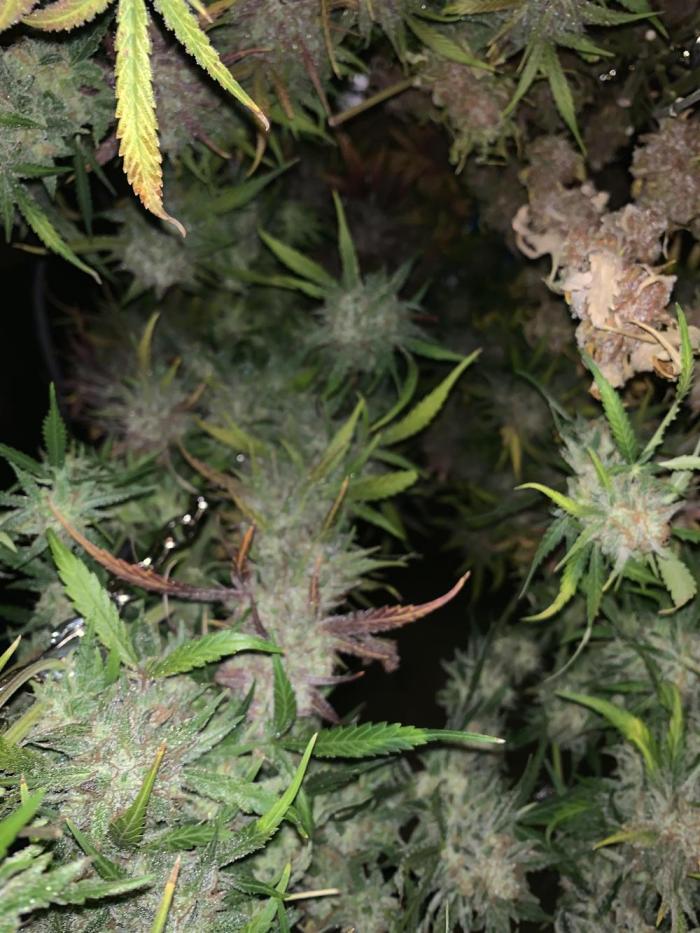 5.Grow: NewSetup Testrun 4 Fastbuds Aut.. Week 13