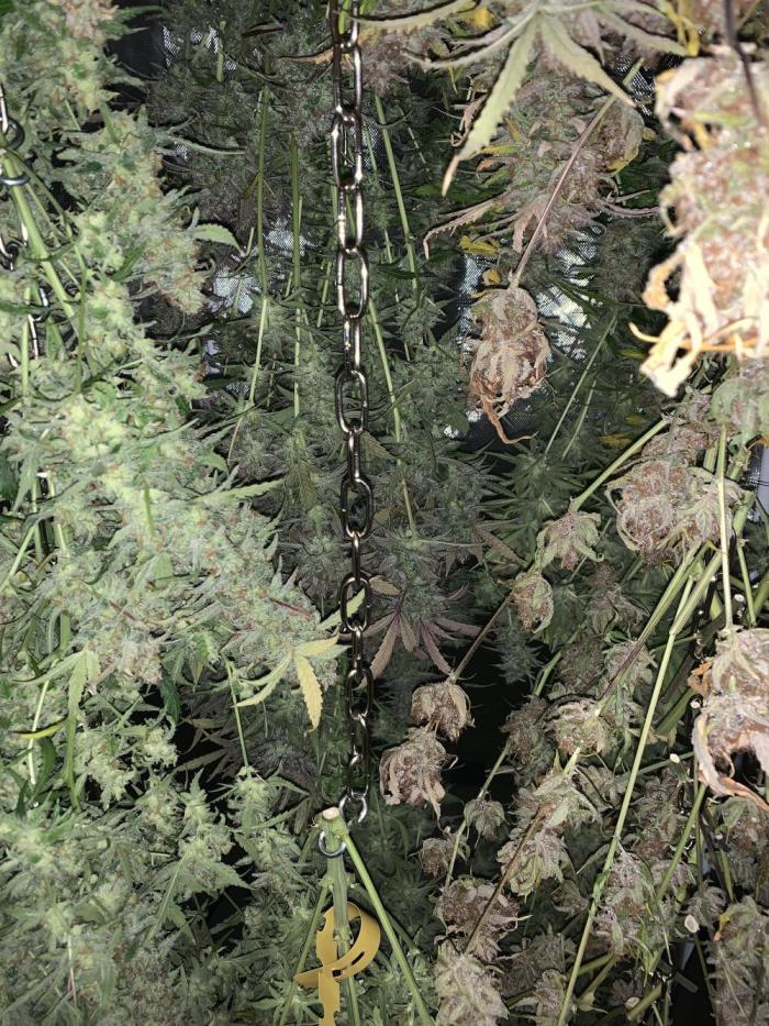 5.Grow: NewSetup Testrun 4 Fastbuds Aut.. Week 13