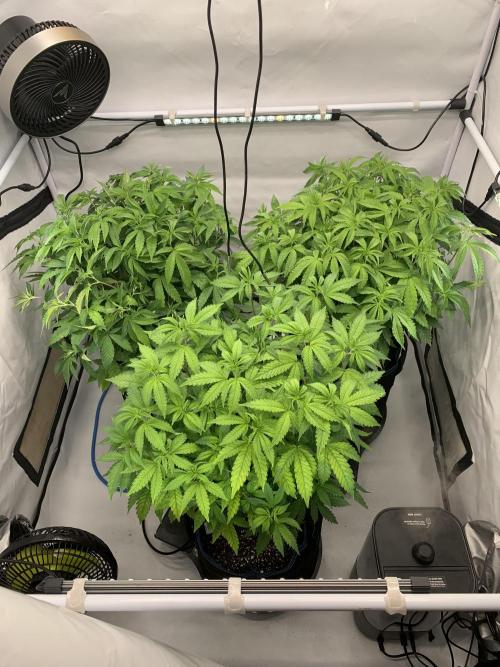 6.Grow: Papayton. Week 12 - 29.12.