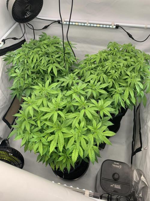 6.Grow: Papayton. Week 12 - 30.12.- Tag 90