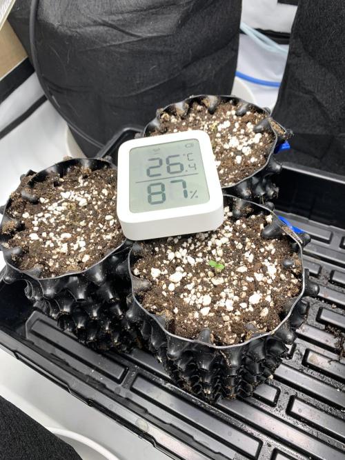 6.Grow: Papayton. Week 1