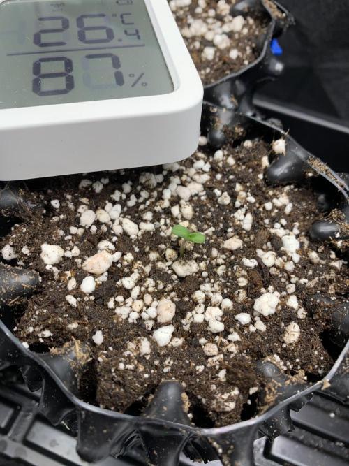 6.Grow: Papayton. Week 1