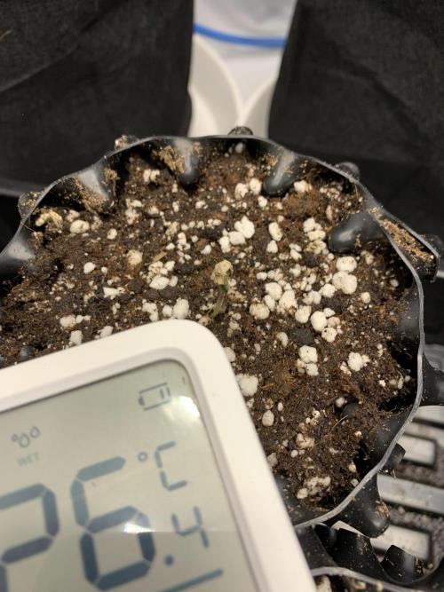 6.Grow: Papayton. Week 1