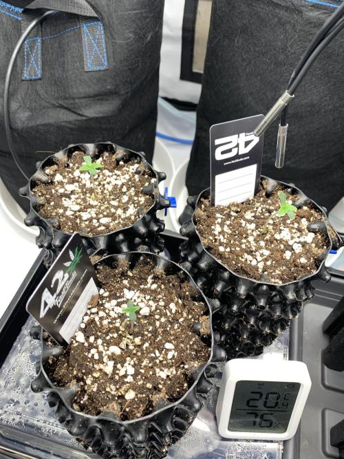 6.Grow: Papayton. Week 1