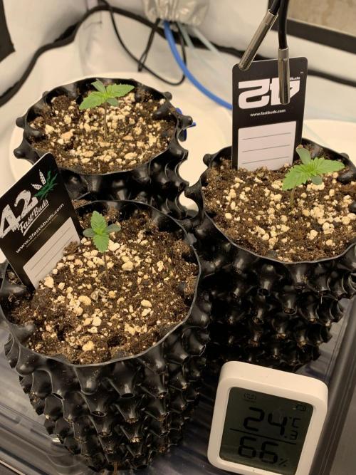 6.Grow: Papayton. Week 2