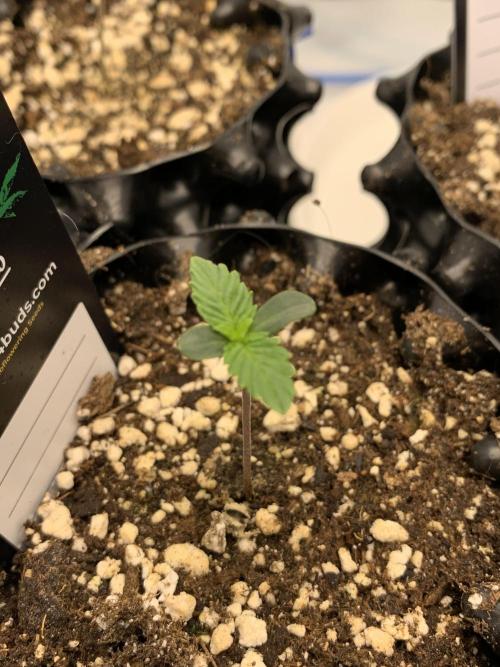 6.Grow: Papayton. Week 2