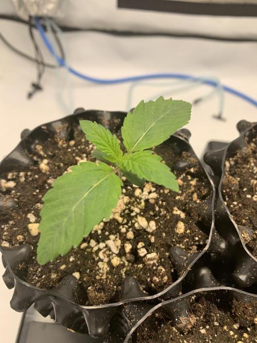 6.Grow: Papayton. Week 2