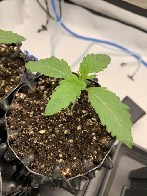 6.Grow: Papayton. Week 3