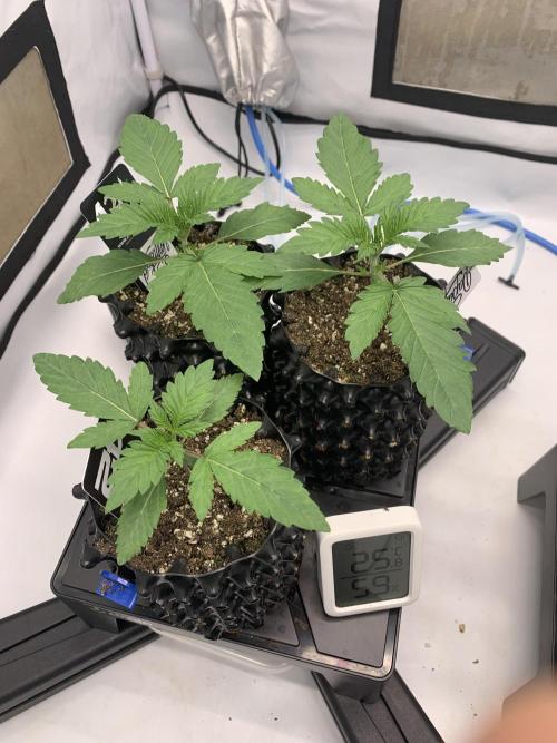 6.Grow: Papayton. Week 3