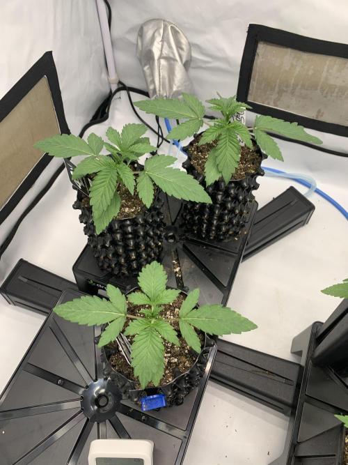 6.Grow: Papayton. Week 3