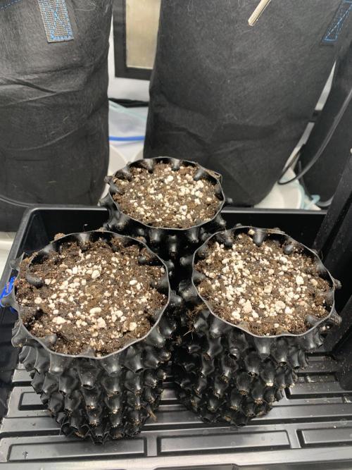 6.Grow: Papayton. Week 0