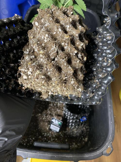 6.Grow: Papayton. Week 4